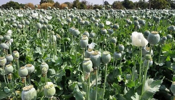 کشت خشخاش در ایران افزایش یافت/بعضی استان‌ها جای برنج، خشخاش می‌کارند
