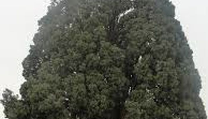 سرو کهنسال مُحی‌آباد کرمان نماد پایداری و پیروزی