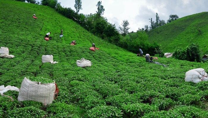 دادستان لاهیجان: تغییر کاربری گسترده باغ‌های چای با تبانی برخی مدیران