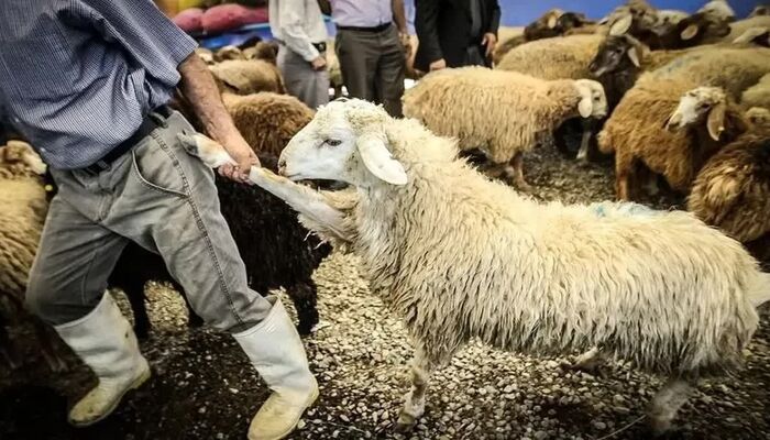  نرخ دام زنده در آستانه عید قربان
