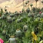 دادستانی کل کشور از امحای 220.000.000 متر مربع مزرعه خشخاش در امسال خبر داد