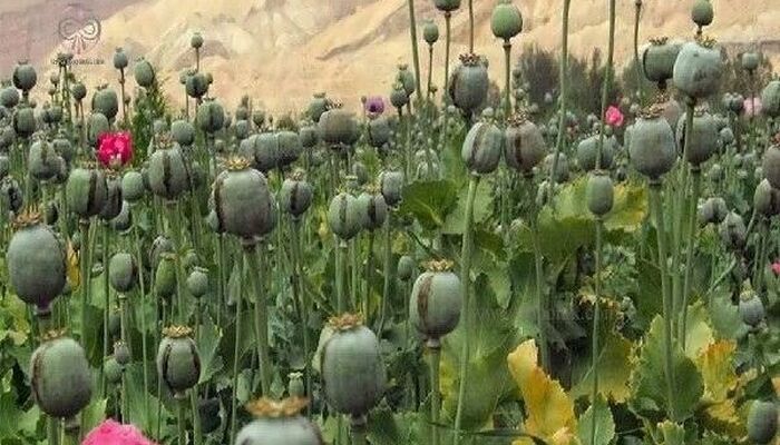 دادستانی کل کشور از امحای 220.000.000 متر مربع مزرعه خشخاش در امسال خبر داد
