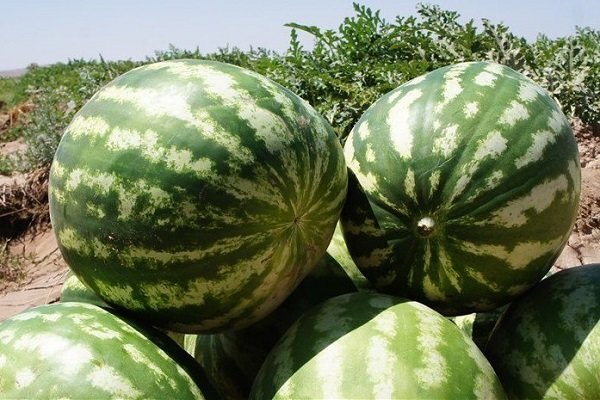 ببینید | پهپادهای چینی هندوانه بار می‌زنند