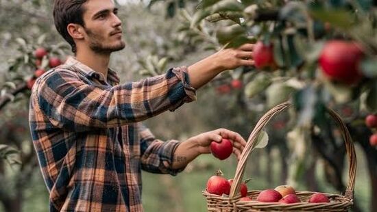 نشست قضائی: چیدن محصول باغ دیگری؛ شروع به سرقت یا قطع محصول؟