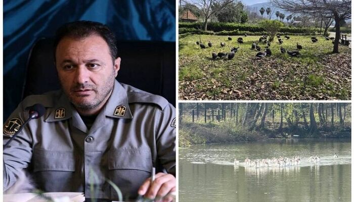 انتقال موقت پرندگان باغ پرندگان لویزان