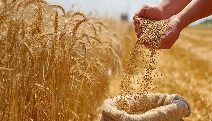 آغاز خرید تضمینی گندم با پرداخت علی‌الحساب